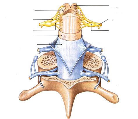 Spinal cord & nerves Diagram | Quizlet