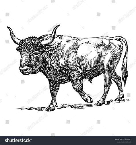 Bull Drawing Line Art Vector Illustration Stock Vector (Royalty Free) 2237785977 | Shutterstock