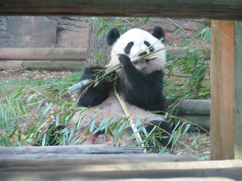 Mei Lan Zoo Atlanta Patty926 Flickr