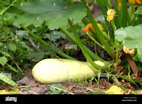 Zucchini Or Courgette Plants Grow Vegetables Lying On Ground Detail Of Fresh Growing Plant