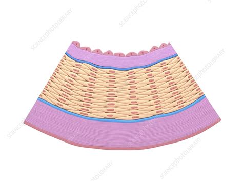 artery wall anatomy illustration stock image  science