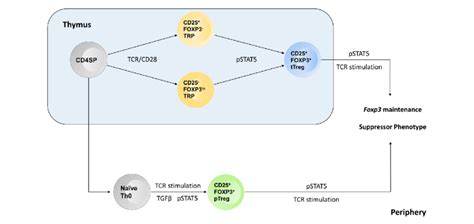 Model Outlining The Roles Stat5 Plays In T Regulatory Biology In Both