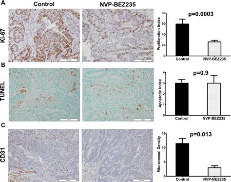 Figure From The Dual Pi K Mtor Inhibitor Nvp Bez Induces Tumor