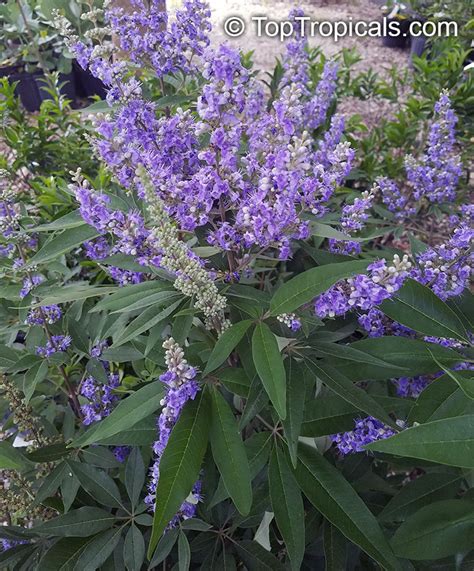 Vitex agnus castus, Chaste Berry, Chasteberry, Hemptree, Agnus castus ...