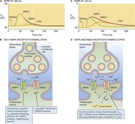 Fast Amino Acid Mediated Synapses In The CNS Synaptic Transmission In