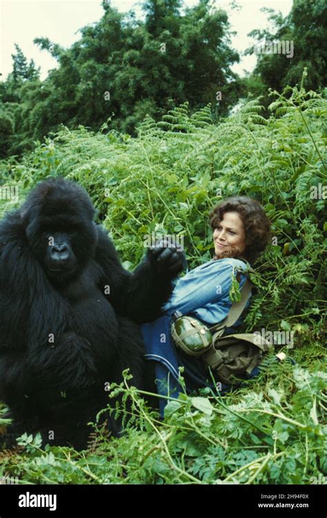 GORILLAS IN THE MIST: THE STORY OF DIAN FOSSEY (1988), directed by MICHAEL APTED. Credit: WARNER ...