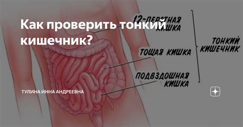 Как проверить тонкий кишечник? | Тулина Инна Андреевна | Дзен