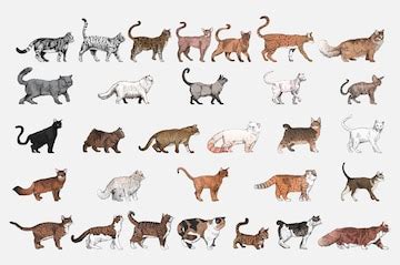 cat breeds chart