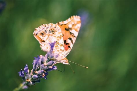 Free Photo | Butterfly on lavender