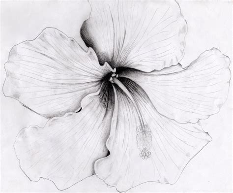 Hibiscus Pencil Drawing At Explore Collection Of Hibiscus Pencil Drawing