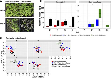 Fusarium oxysporum f.sp. mathioli (FOM) symptoms, quantity, and effects ...