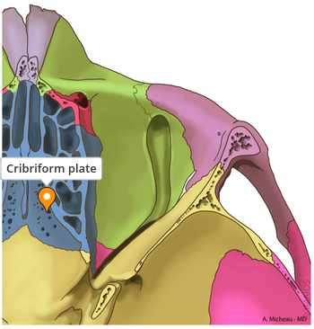 Cribriform plate - e-Anatomy - IMAIOS