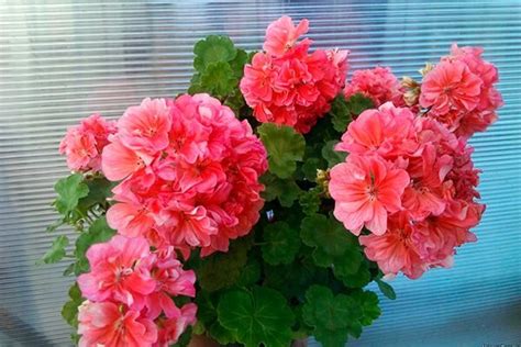 Пеларгония Upton: описание сорта, характеристики, посадка и уход, отзывы