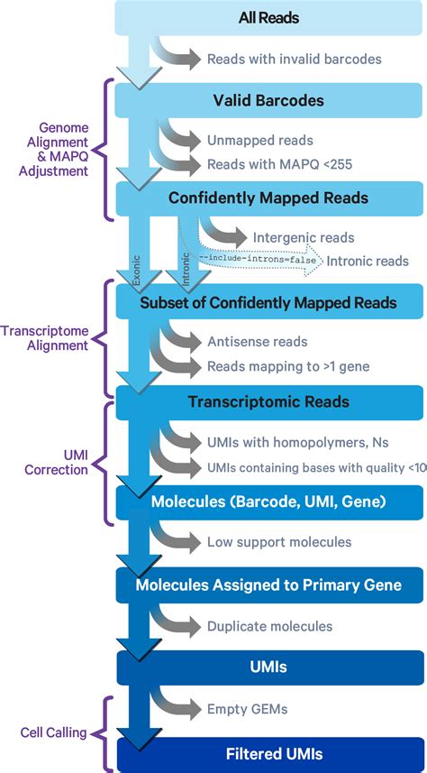 Cell Ranger S Gene Expression Algorithm Official X Genomics Support