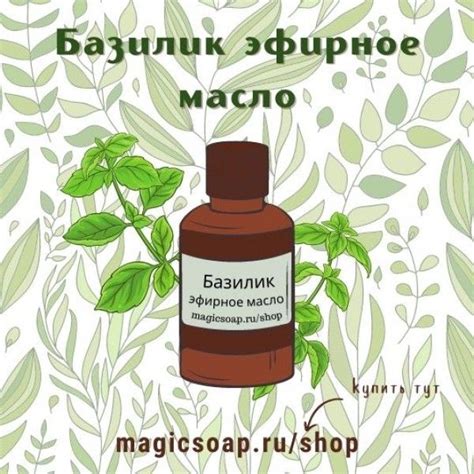 Базилик - эфирное масло | Мята перечная, Эфирное масло, Эфирные масла
