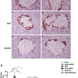 Prolonged Consumption Of Hffd And Ovariectomy Results In Body Weight