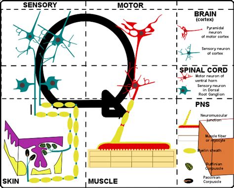 What Is Neuron Types Structure Functions Rxharun