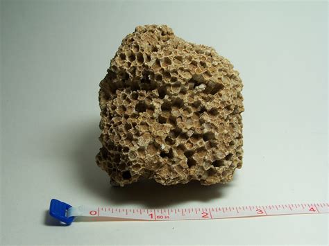 honeycomb coral - Member Collections - The Fossil Forum