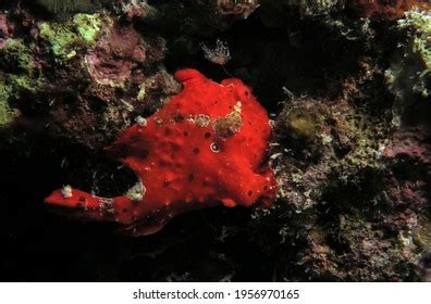 Painted Frogfish Stock Photos Images Photography Shutterstock