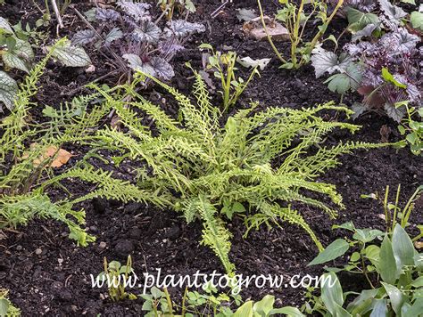 Dre S Dagger Lady Fern Athyrium Filix Femina Plants To Grow Plants