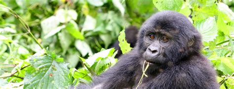 3 Days Bwindi Gorilla Habituation Uganda Safari In Rushaga