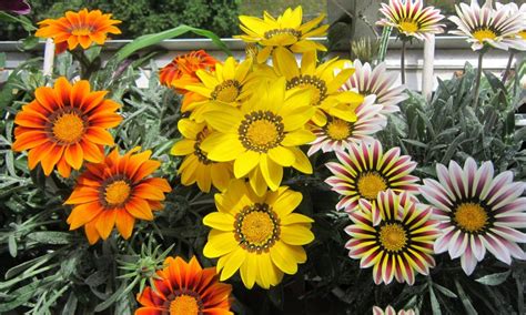 गमले में गजानिया फूल का पौधा कैसे लगाएं How To Grow Gazania Flower In