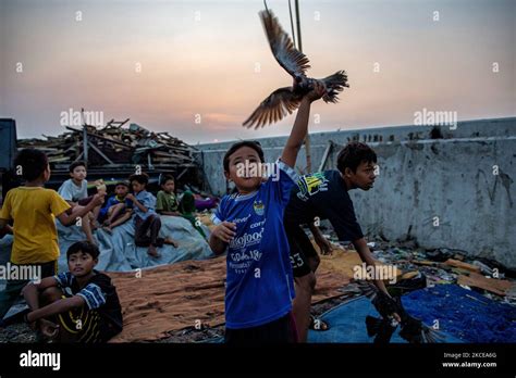 A Pigeon Lover Handlers Call In This Birds With The Help Of Female