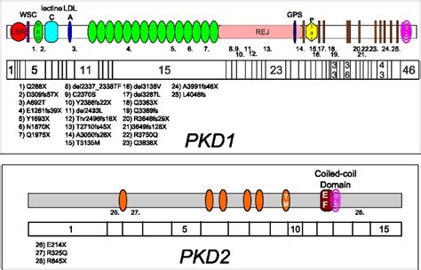 High Resolution Melt Analysis For Mutation Screening In Pkd And Pkd