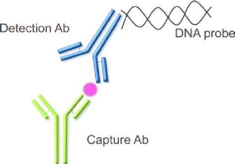 Immuno Pcr For The Detection Of The Antigen Of Interest Dna Conjugated Download Scientific