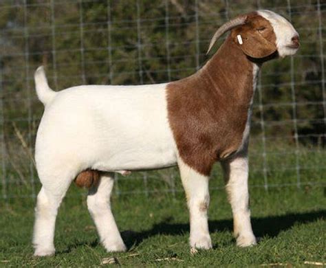 Boer Goat - Breeds List