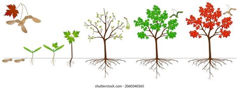 Life Cycle Of Oak Growth Stages From Acorn And Sprout To 53 Off