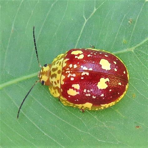 Eucalypt Leaf Beetle Leaf Beetles Chrysomelinae Of Victoria