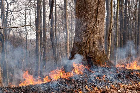 Wayne National Forest Fire Management