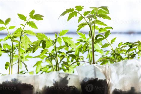 seedlings of tomato plant in plastic containers 14776458 Stock Photo at ...