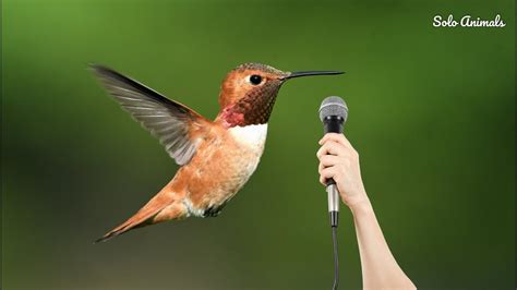 Hummingbird Sounds Hummingbird Birds Chirping In The Morning