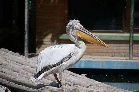 9 Largest Flying Birds In The World