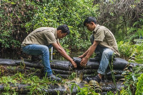 Canal Blocking Restorasi Ekosistem Riau Rer Ecological