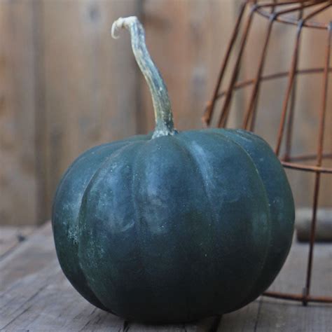 Pumpkin Midnight F1 Seed Harris Seeds