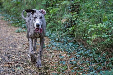 At What Age Are Great Danes Fully Grown