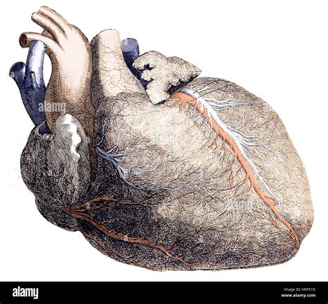 Heart Illustration Hi Res Stock Photography And Images Alamy