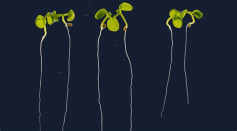 Key Role For Calcium Release In Root Development John Innes Centre