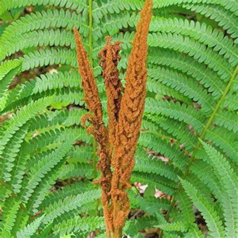 Cinnamon Fern - Natural Edge