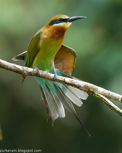 Zul Ya - Birds of Peninsular Malaysia: Blue Tailed Bee Eater