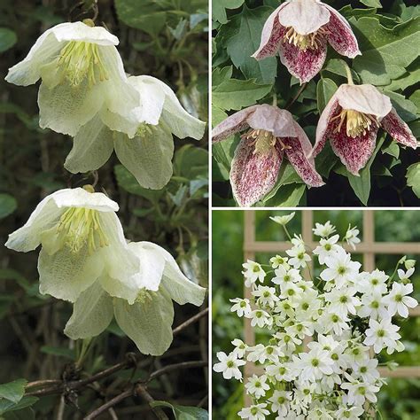 Evergreen Clematis Collection Evergreen Clematis Clematis Clematis Plants