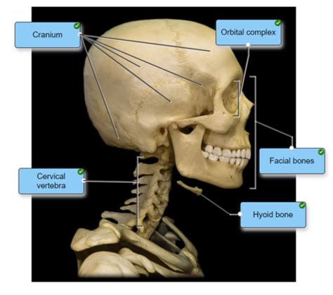 Functional Anatomy Ch 4 Head And Neck Flashcards Quizlet