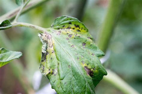 How To Manage Tomato Spotted Wilt Virus On Baby Sage Plant