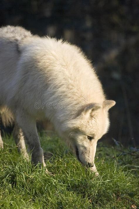 Arctic Wolf Canis Lupus Tundrarum Stock Image Image Of Outdoor