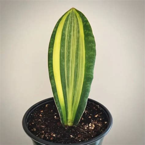 Sansevieria Masoniana Variegata Aroid Nursery