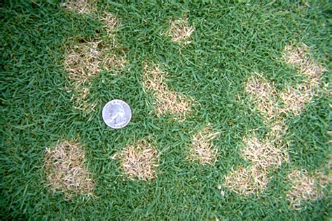 Lawn Care Tips What Causes Dollar Spot And How To Control It From