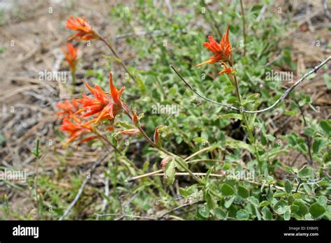 Indian Paintbrush Wildflowers At Huntington Lake California Sierra